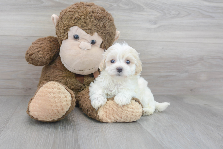 Little Maltepoo Poodle Mix Puppy