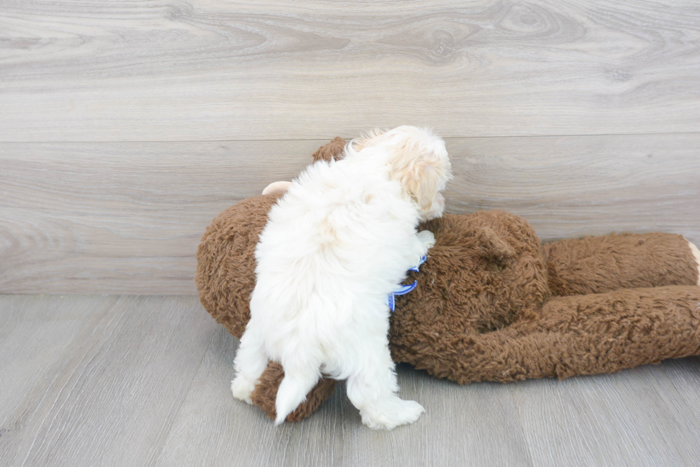 Maltipoo Pup Being Cute