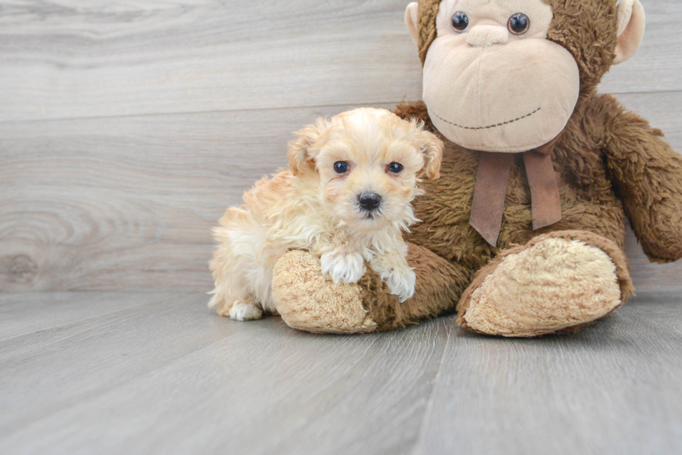 Friendly Maltipoo Baby