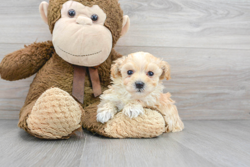 Maltipoo Puppy for Adoption