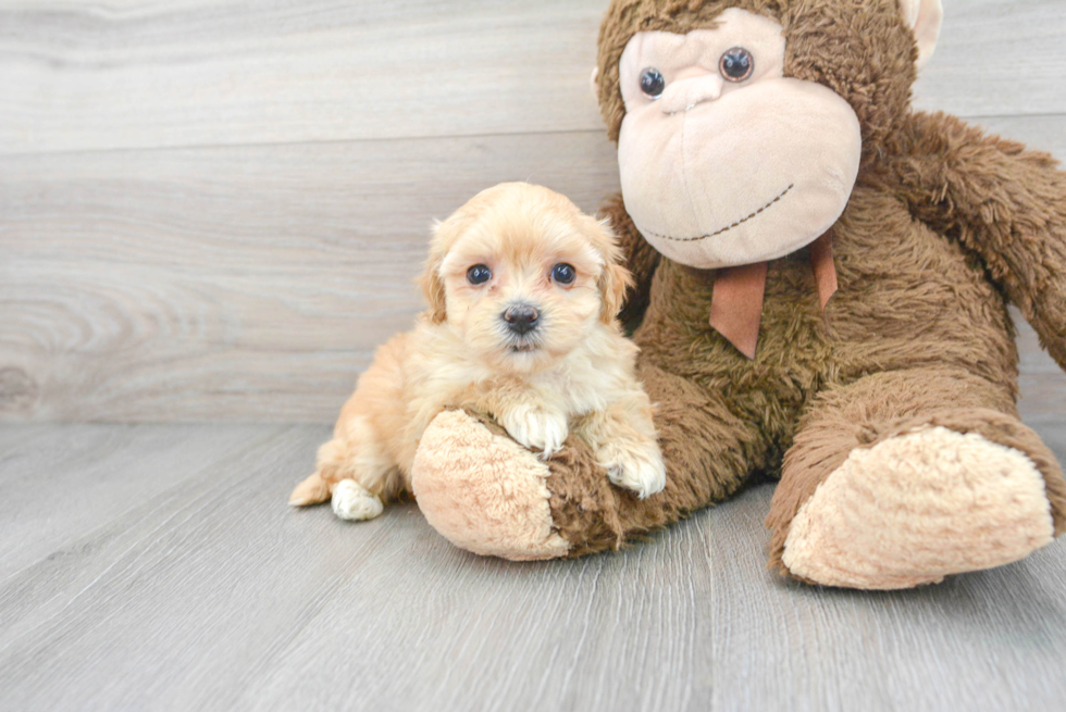 Fluffy Maltipoo Poodle Mix Pup