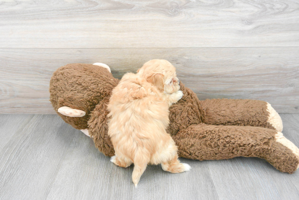 Funny Maltipoo Poodle Mix Pup