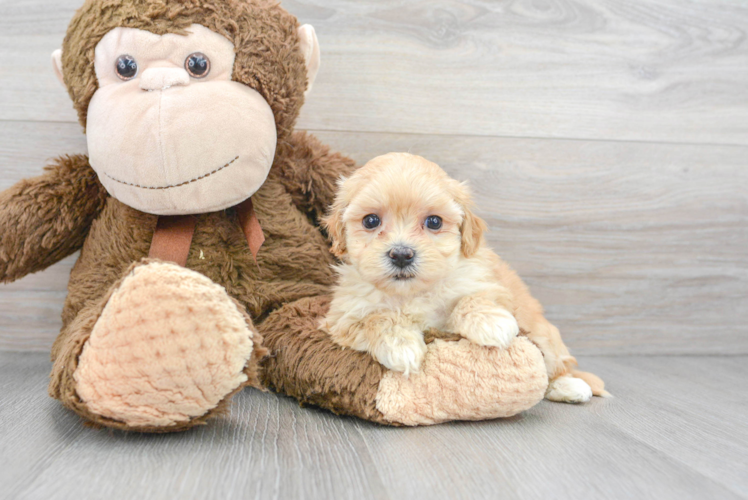 Best Maltipoo Baby