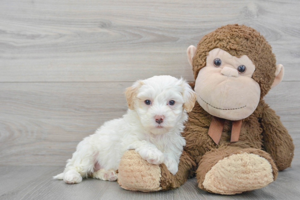 Maltipoo Puppy for Adoption