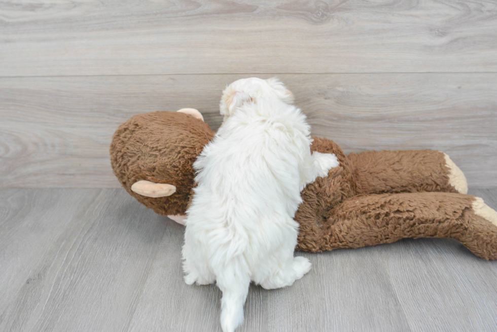 Happy Maltipoo Baby