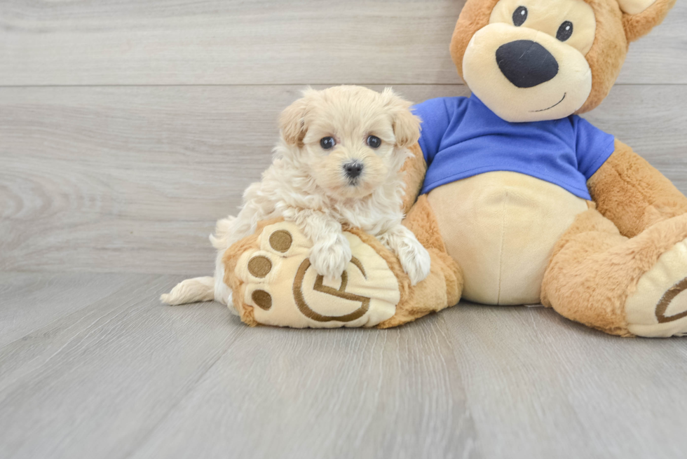 Maltipoo Pup Being Cute