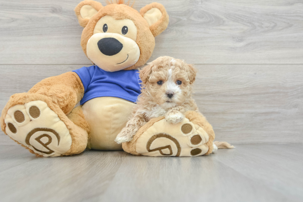 Maltipoo Pup Being Cute