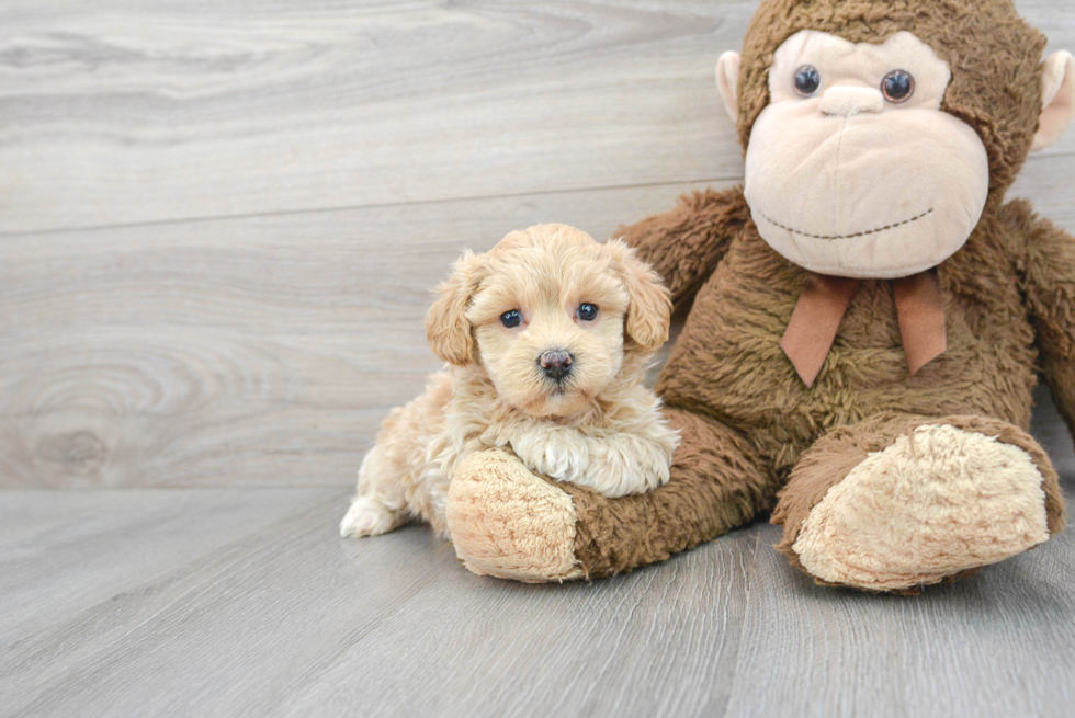 Little Maltepoo Poodle Mix Puppy