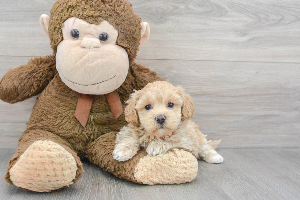 Maltipoo Puppy for Adoption