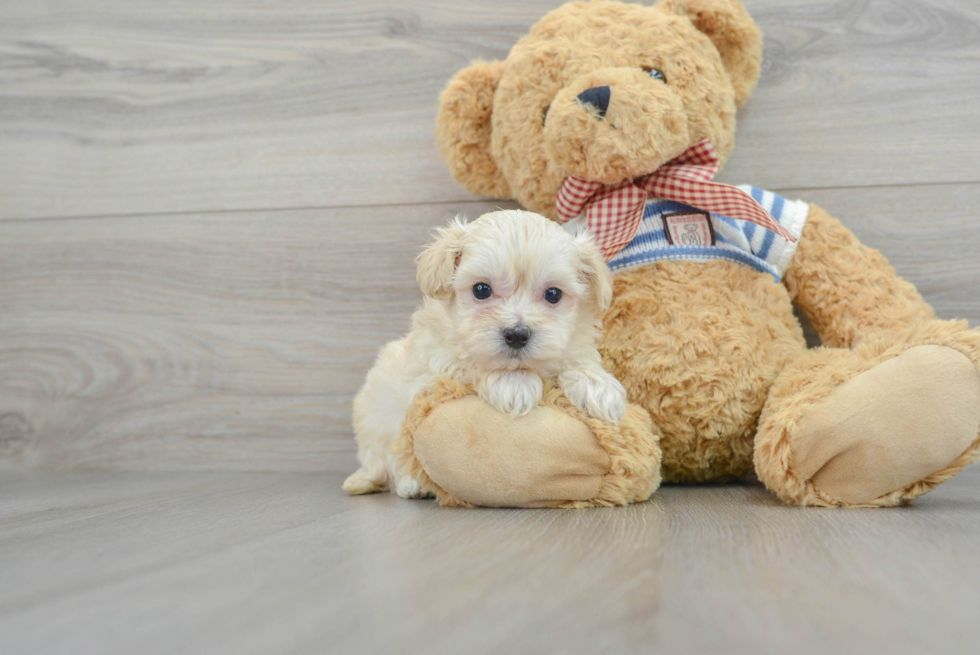 Popular Maltipoo Poodle Mix Pup