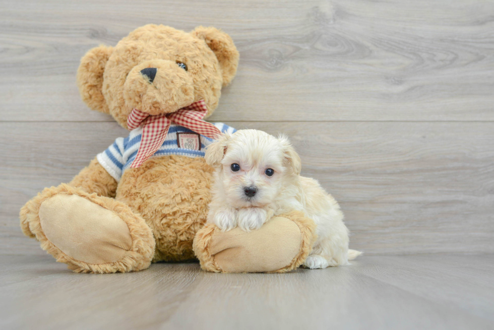 Smart Maltipoo Poodle Mix Pup