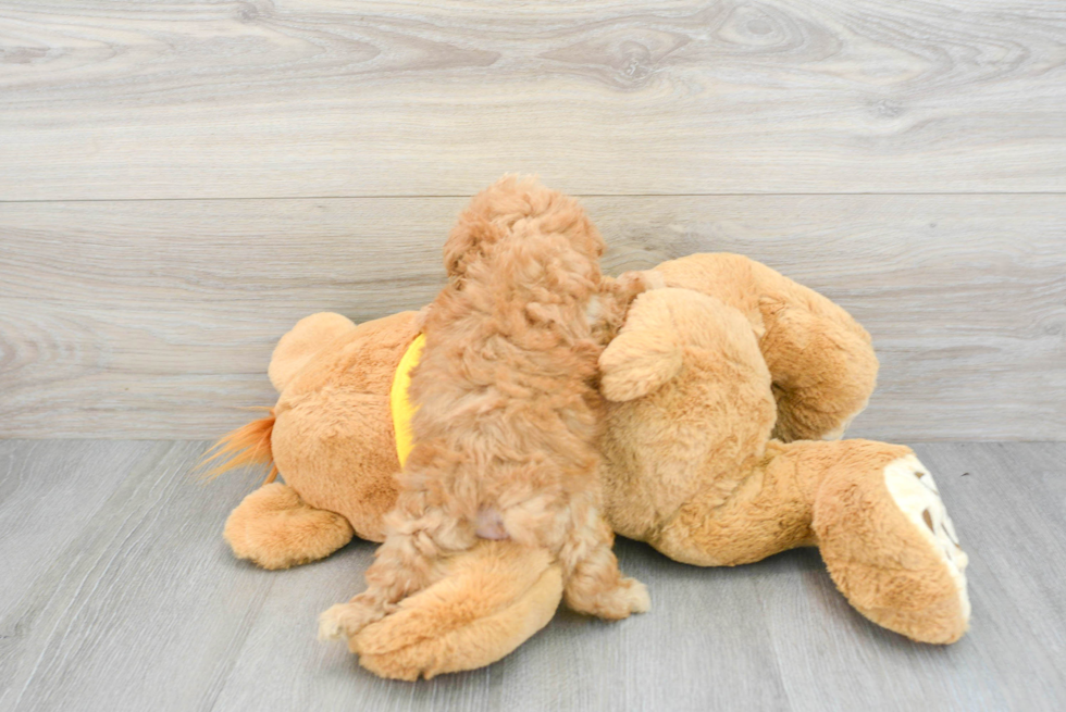 Maltipoo Pup Being Cute