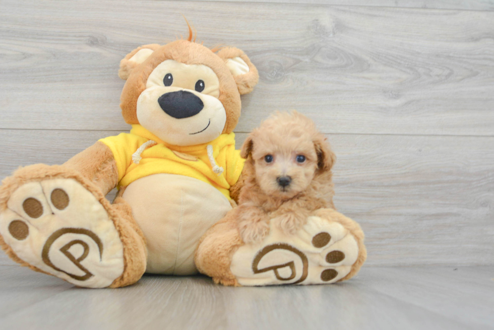 Maltipoo Puppy for Adoption