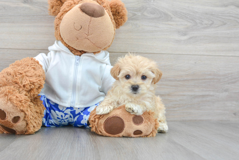 Maltipoo Puppy for Adoption