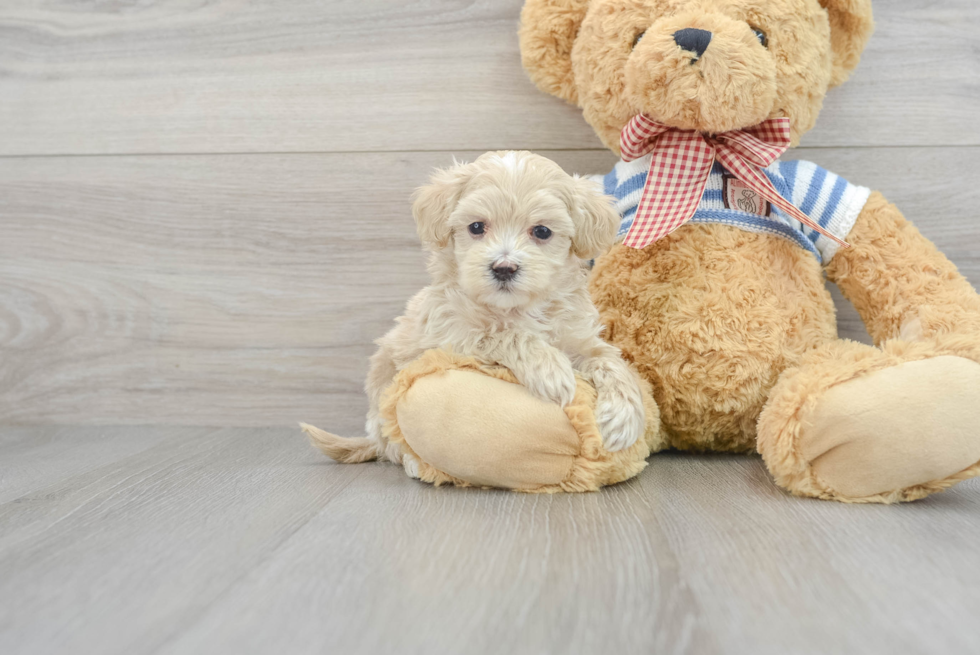 Best Maltipoo Baby