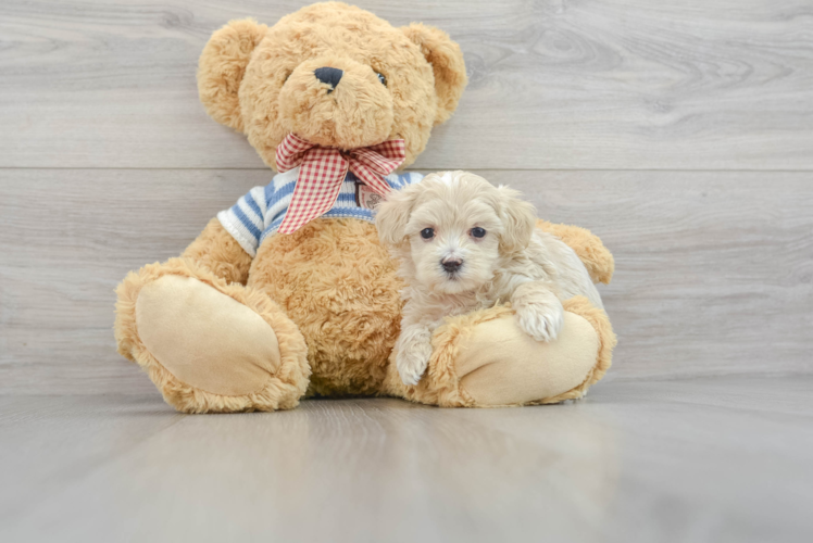 Best Maltipoo Baby