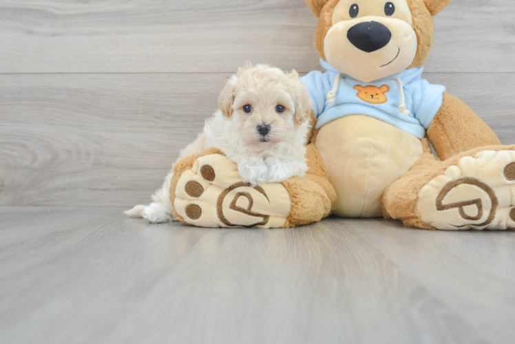 Playful Maltese Poodle Poodle Mix Puppy