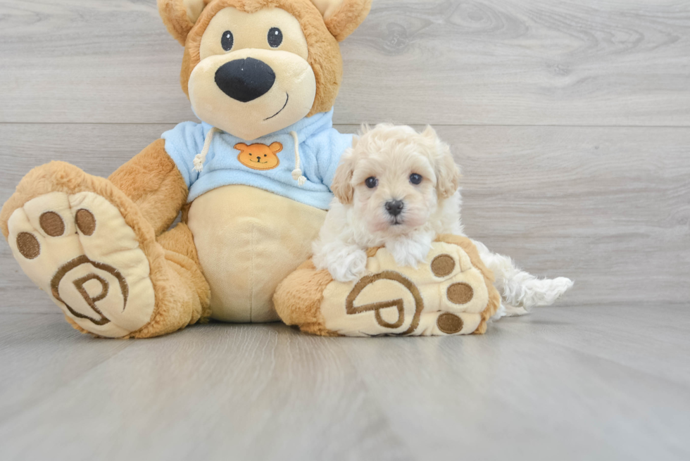 Energetic Maltese Poodle Poodle Mix Puppy