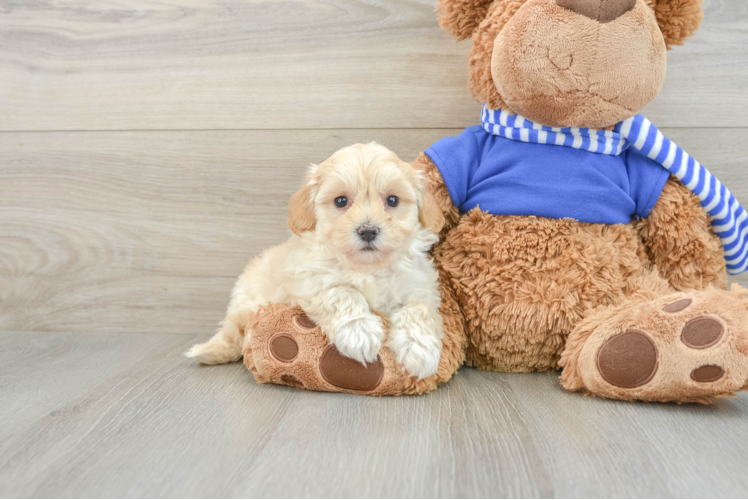 Best Maltipoo Baby