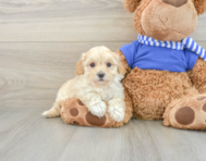 9 week old Maltipoo Puppy For Sale - Premier Pups