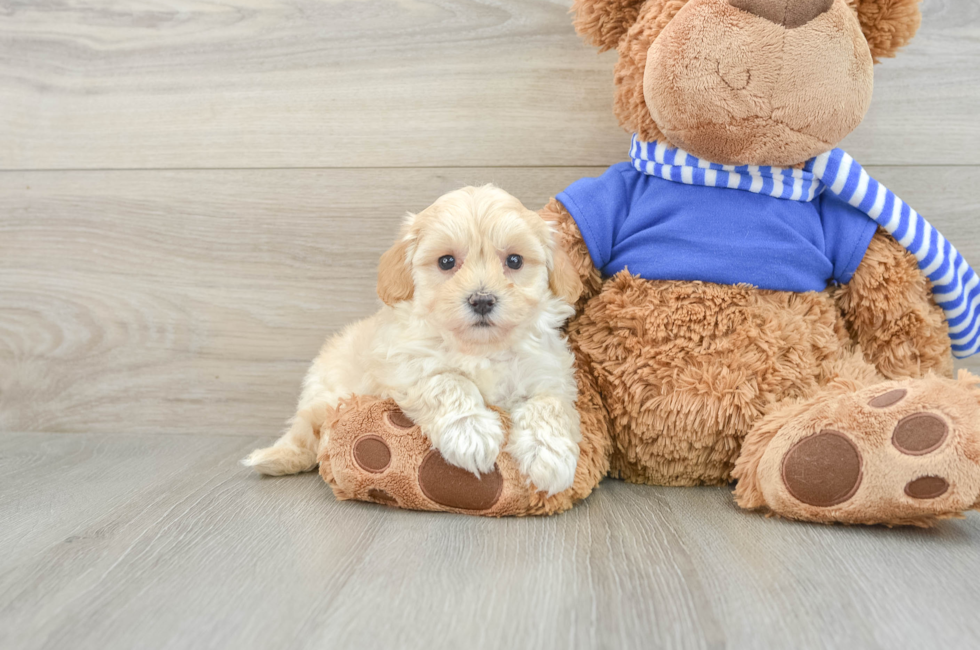 9 week old Maltipoo Puppy For Sale - Premier Pups