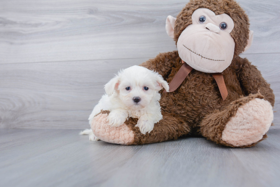 Energetic Maltese Poodle Poodle Mix Puppy