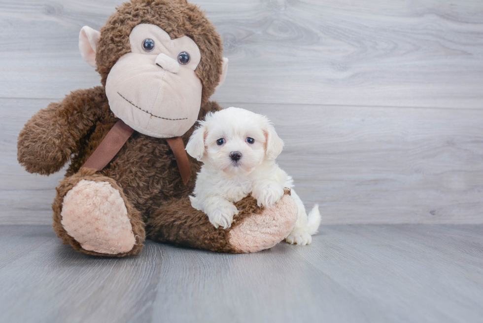 Maltipoo Puppy for Adoption