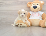 8 week old Maltipoo Puppy For Sale - Premier Pups