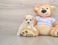 7 week old Maltipoo Puppy For Sale - Premier Pups