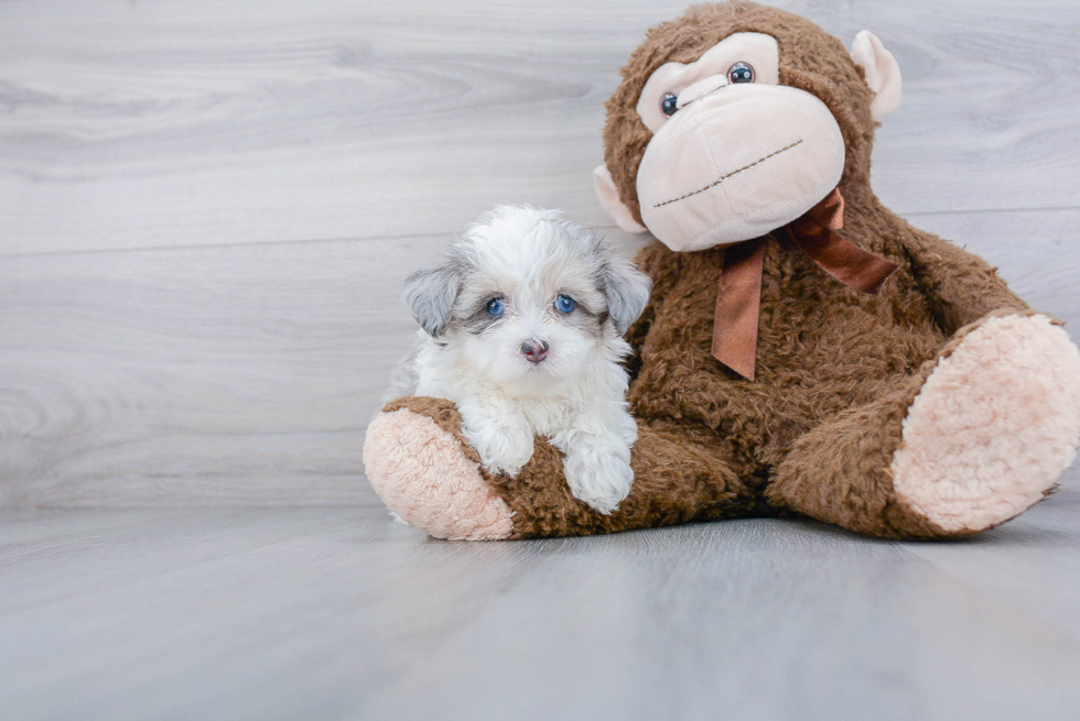 Small Maltipoo Baby