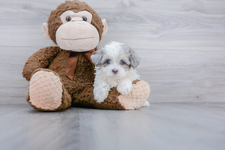 Maltipoo Puppy for Adoption