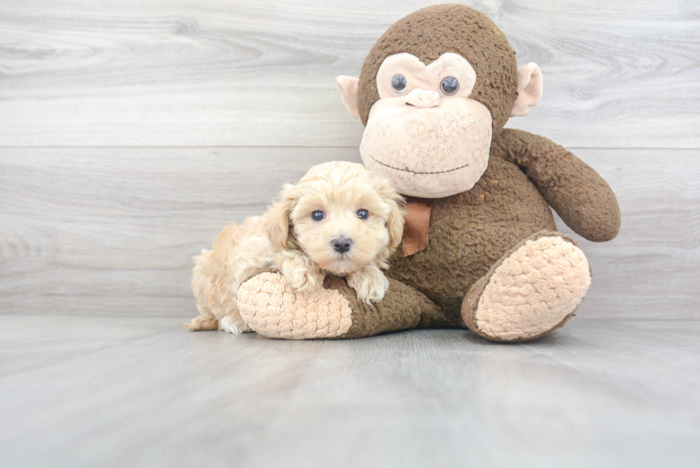 Friendly Maltipoo Baby