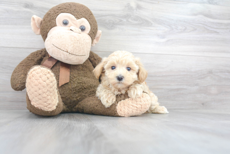 Maltipoo Pup Being Cute