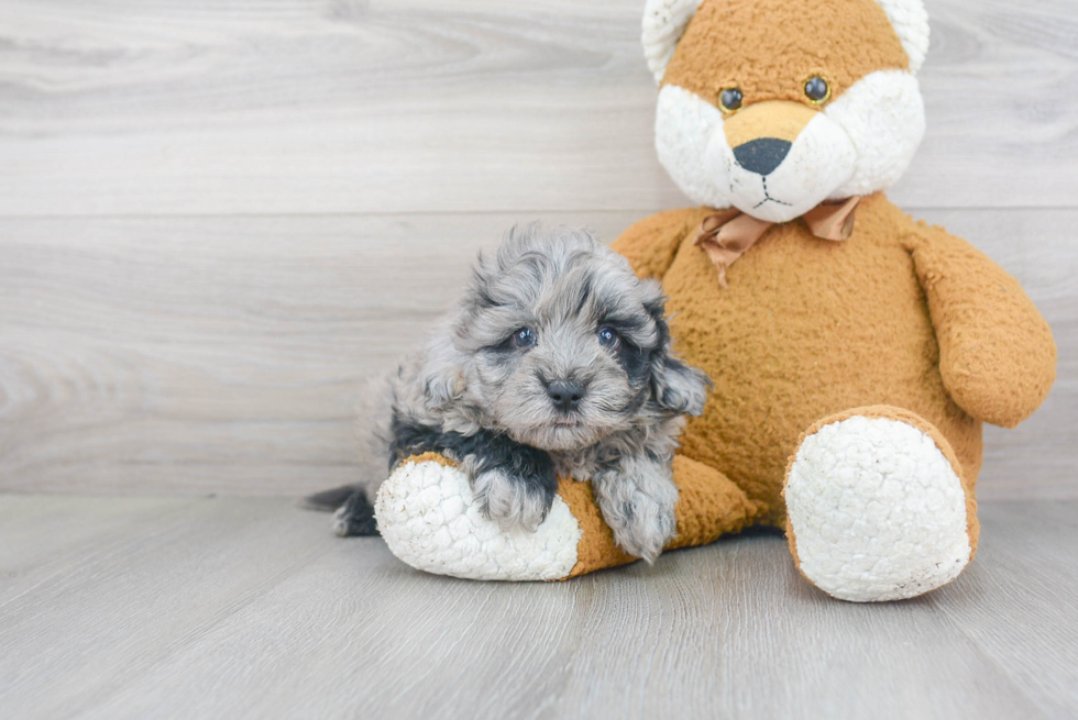 Maltipoo Pup Being Cute