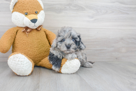 Playful Maltese Poodle Poodle Mix Puppy