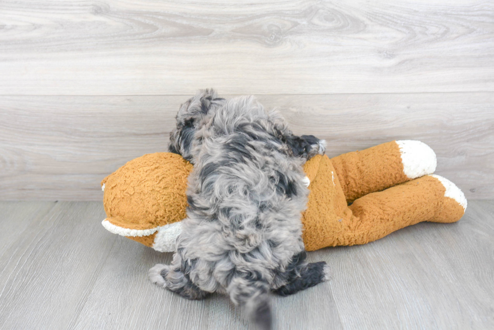 Fluffy Maltipoo Poodle Mix Pup