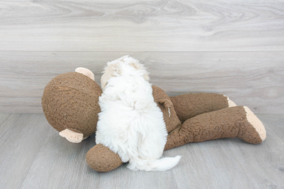 Maltipoo Pup Being Cute