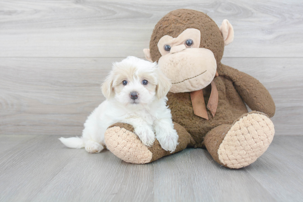 Energetic Maltese Poodle Poodle Mix Puppy