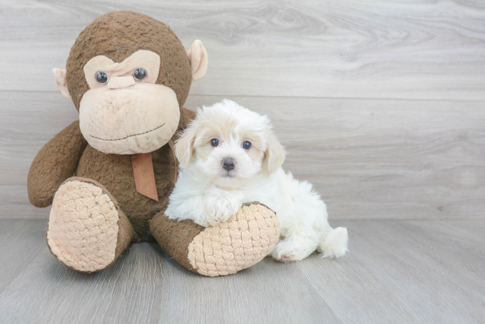 Friendly Maltipoo Baby