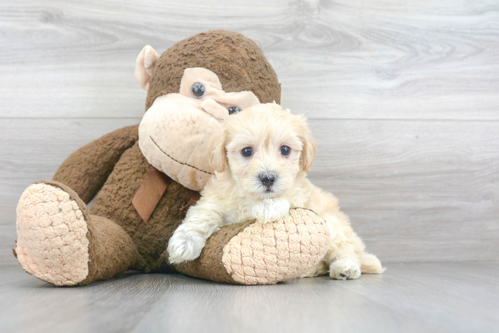 Popular Maltipoo Poodle Mix Pup