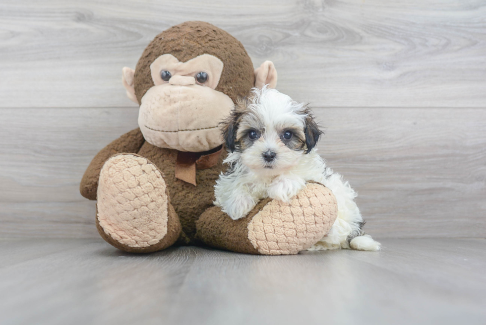 Sweet Maltipoo Baby