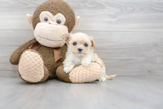 Funny Maltipoo Poodle Mix Pup