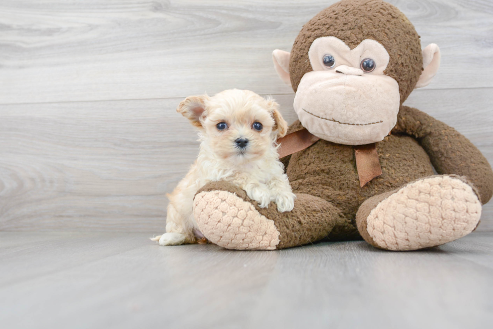 Maltipoo Pup Being Cute