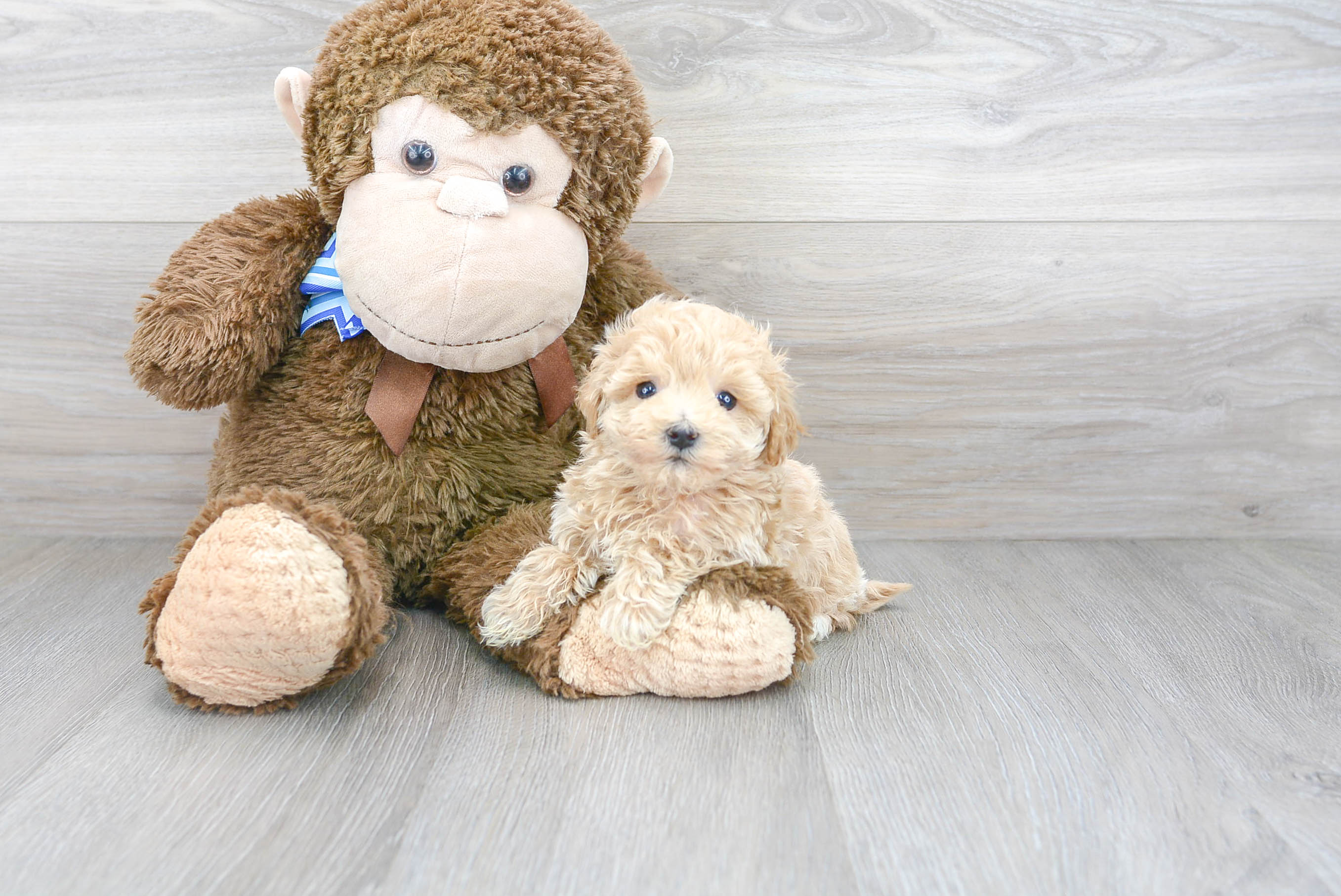 Little Maltepoo Poodle Mix Puppy