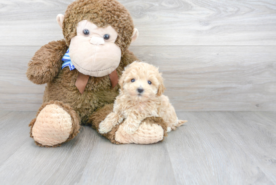 Little Maltepoo Poodle Mix Puppy