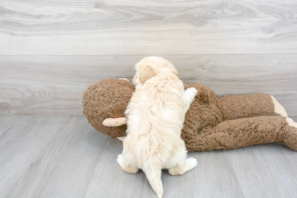 Hypoallergenic Maltepoo Poodle Mix Puppy