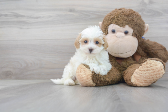 Hypoallergenic Maltepoo Poodle Mix Puppy