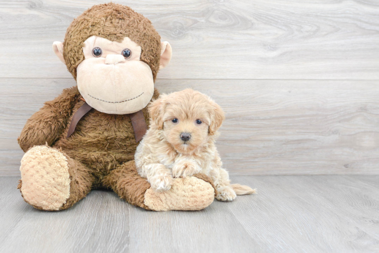 Maltipoo Pup Being Cute