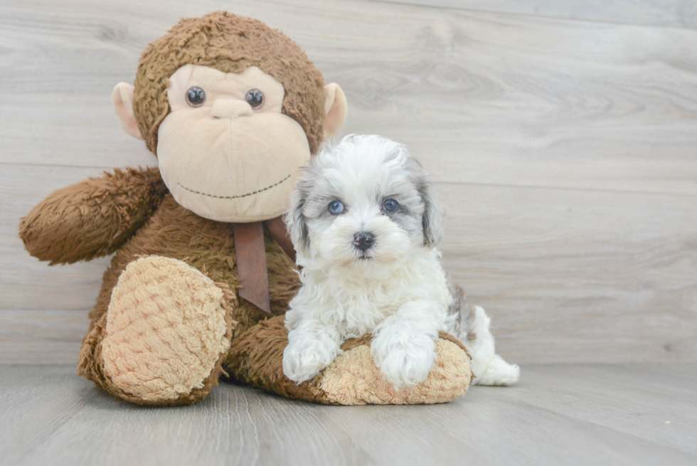 Maltipoo Puppy for Adoption