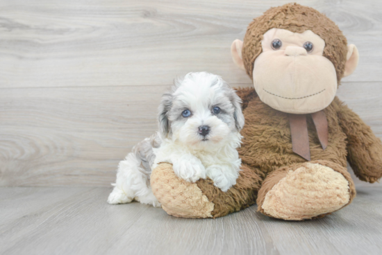 Funny Maltipoo Poodle Mix Pup